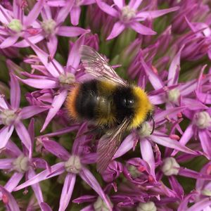 Close-up of bee on purple flowers