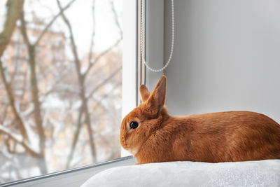 Cute brown red bunny rabbit lying down on white fuzzy blanket on windowsill looking through window 