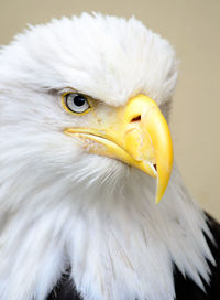 Bald eagle with broken beak from gunshot wound