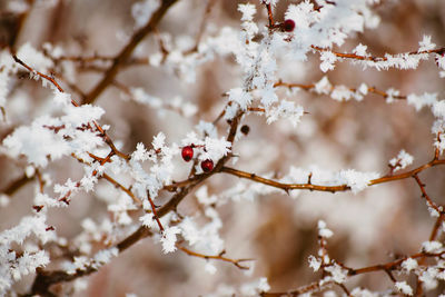 Close-up of cherry blossoms on tree