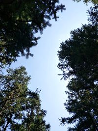 Low angle view of trees against clear blue sky
