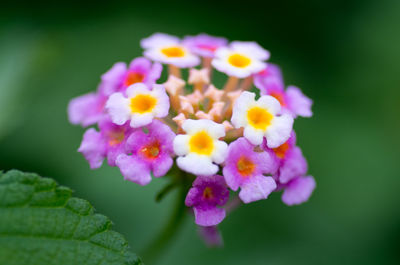 Close-up of purple flower blooming outdoors