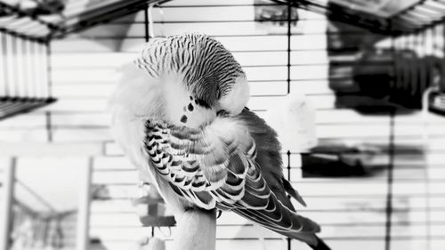 Close-up of parrot in cage