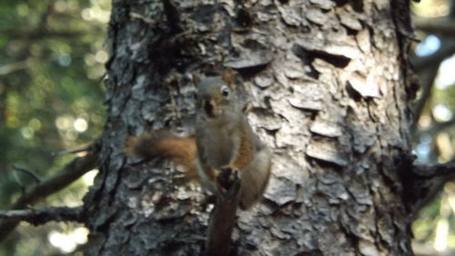 Close-up of tree trunk in forest