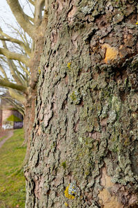 Close-up of moss on tree trunk