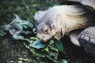An extremely aged tortoise munching through some salad