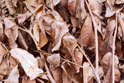 Full frame shot of dry leaves