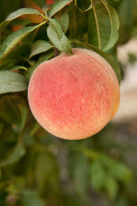 Close-up of fresh red tree