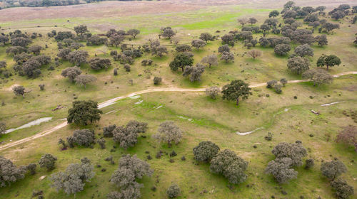 High angle view of trees on land