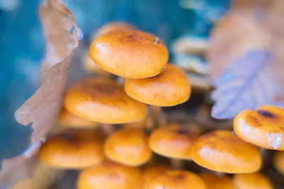 Close-up of orange mushrooms