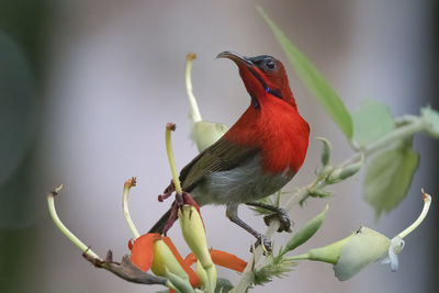 Close-up of bird perching on branch