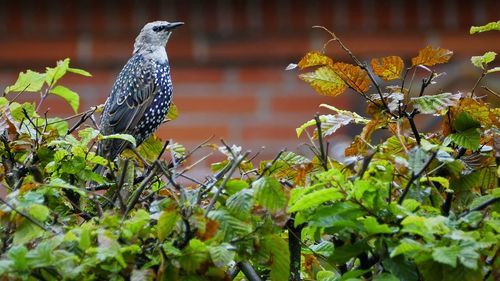 Bird perching on a plant