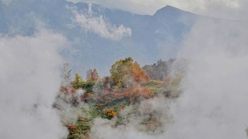 Autumn  trees