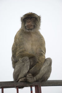 Barbary macaque of gibraltar sitting on railing