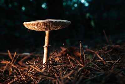 mushroom