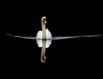 Close-up of swan on water against black background