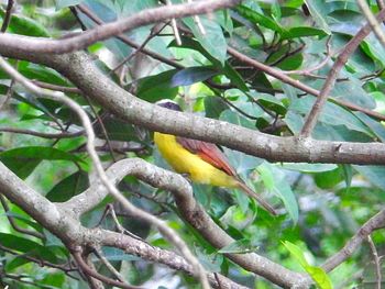 Close-up of parrot perching on tree