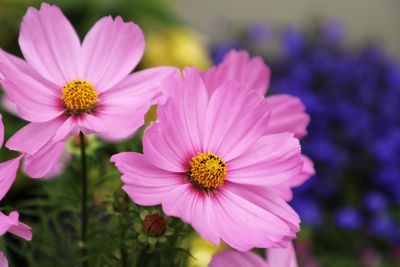 Close-up of cosmos flowers blooming outdoors