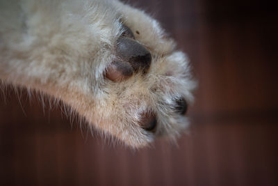 Close-up of cat sleeping