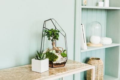 Potted plant on table at home