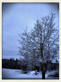 Bare trees on snow covered landscape