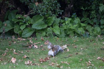 Squirrel on plants