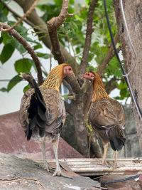 Pigeons on a tree