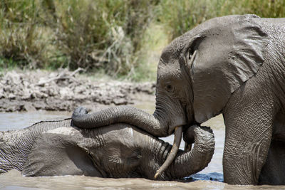 Elephants mudbathing in lake at forest