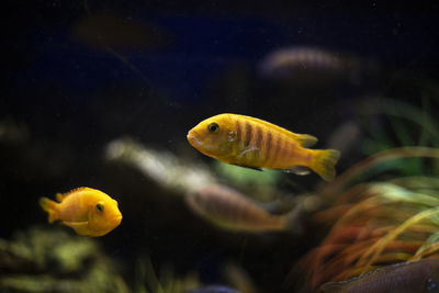 Close-up of fish swimming in sea