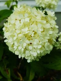 Close-up of flowers