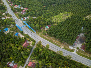 High angle view of plants by road