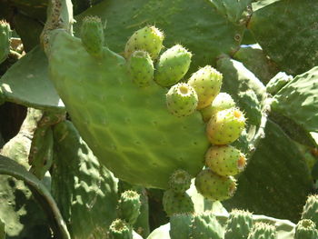 Close-up of leaves