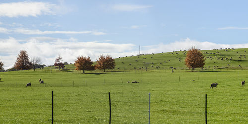 pasture