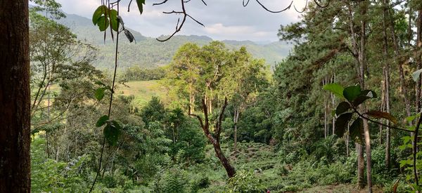 Panoramic view of trees in forest against sky