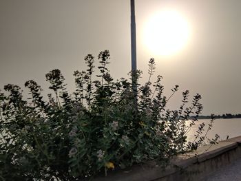Low angle view of plants against sky during sunset