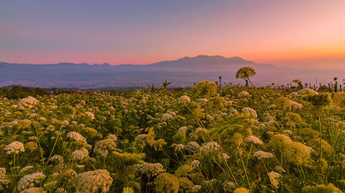 Scenic view of field against sky during sunset