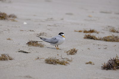 Close-up of seagull on beach