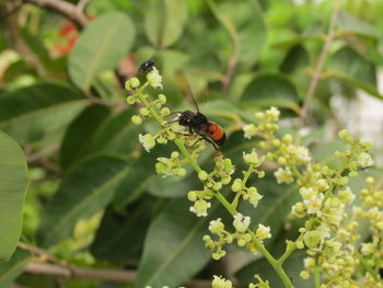 Close-up of insect pollinating on flower