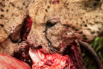 Close-up of bloodstained cheetah biting into carcase