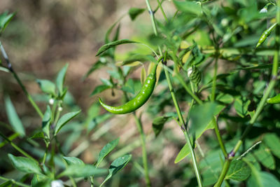 Close-up of fresh green plant