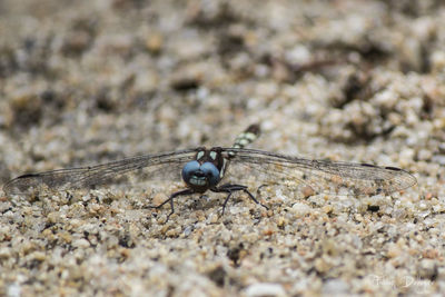 Close-up of insect