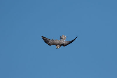 Low angle view of eagle flying in sky