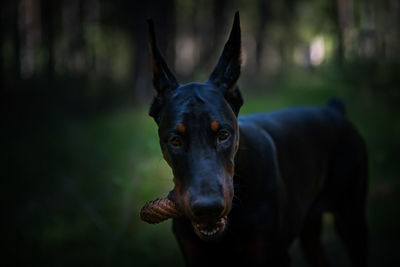 Close-up portrait of black dog on land