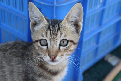 Close-up portrait of cat