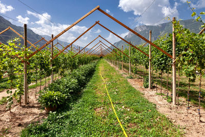 New pergola vine cultivation plant in the adige river valley against the backdrop of the cloudy  sky