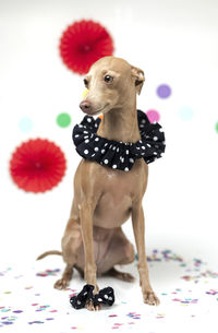 Close-up of a dog looking away over white background