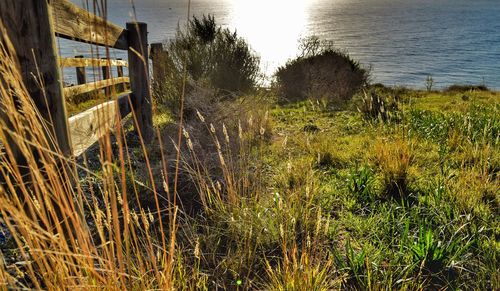 Scenic view of grass by sea against sky