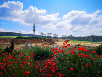 Red poppy flowers growing on field against sky