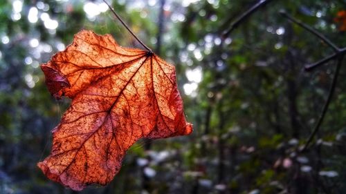 Close-up of maple leaf on tree