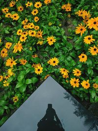 Close-up high angle view of yellow flowers